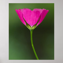 Winecup Wildflower Print