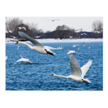 Wing Man Postcard
