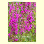 Winged loosestrife congrats cards