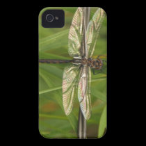 Wings of Color Dragonfly iPhone 4 Case casemate cases