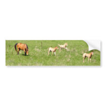 Wings of May: Horses bumper stickers