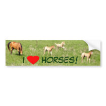 Wings of May: Horses bumper stickers