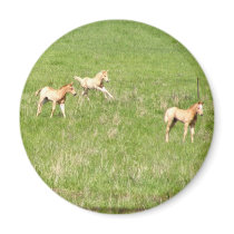 Wings of May: Horses magnets