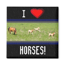 Wings of May: Horses magnets
