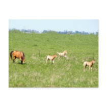 Wings of May: Horses postcards by SuanSilverTree Wings of May: Horses postcards