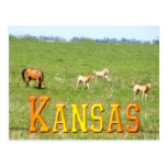 Wings of May: Horses Postcard