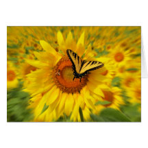 Wings of summer cards