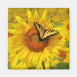 Wings of summer, magnets