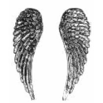 wings t-shirts
