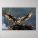 Wingspan Poster