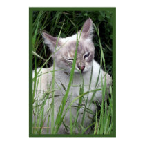 Winking Cat Posters & Prints
