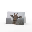 Winking Giraffe cards by dephal Winking Giraffe cards