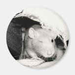 Winking Rat Fridge Magnets