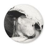 Winking Rat Fridge Magnets