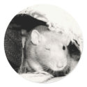 Winking Rat! stickers by sally7466 Winking Rat! stickers