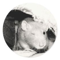 Winking Rat! stickers by sally7466 Winking Rat! stickers