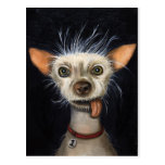 Winner of the Ugly Dog Contest 2011 Post Card
