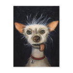 Winner of the Ugly Dog Contest 2011 postcards