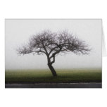 Winter Apple Tree Greeting Cards
