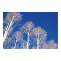 Winter Aspens posters