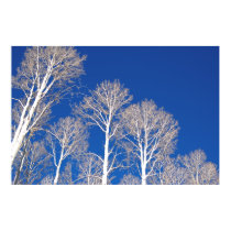 Winter Aspens posters