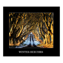 Winter Beeches posters by mccallion Winter Beeches posters