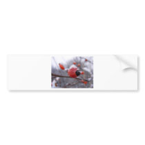 Winter Berries Bumper Stickers