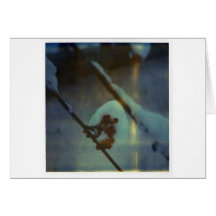Winter Berries Card