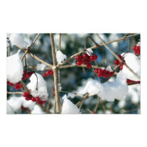 Winter Berries Print Art Photo