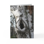 Winter Birch Trees Card