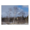 Winter Birches cards