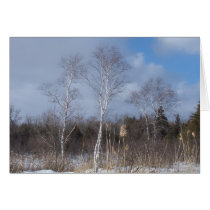 Winter Birches cards