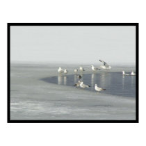 Winter Birds posters