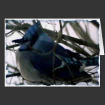 Winter Blue Jay cards