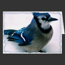 Winter Blue Jay Card Template cards