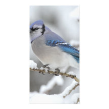 Winter Blue Jay Photo Card Template