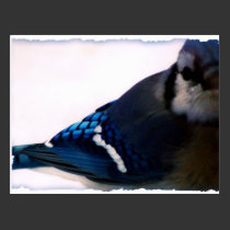 Winter Blue Jay postcards