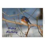 Winter Bluebird Animal Photography Birthday Card
