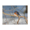 Winter Bluebird Nature Animal Photo Postcard by SmilinEyesTreasures Winter Bluebird Nature Animal Photo Postcard