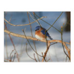 Winter Bluebird Nature Animal Photo Postcard