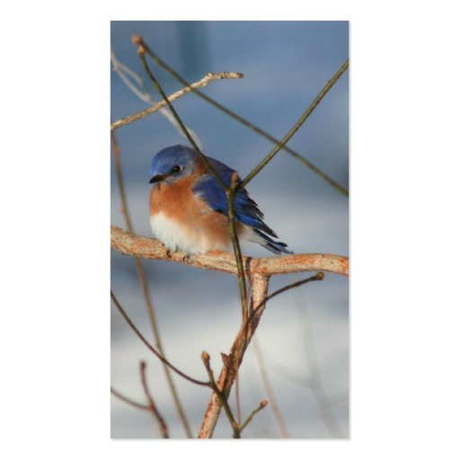Winter Bluebird Nature Business Card (back side)