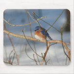 Winter Bluebird Wildlife Nature Photo Mousepad
