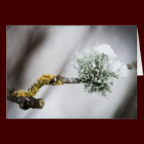 Winter Branch Art Card cards