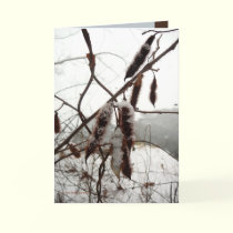 Winter Bristly Locust cards by MoiraAshleigh Winter Bristly Locust cards