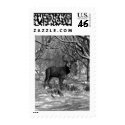 Winter Buck B/W postage