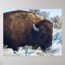 Winter Buffalo posters