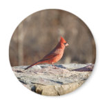 Winter Cardinal - magnet