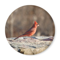 Winter Cardinal - magnet by almedic104 Winter Cardinal - magnet