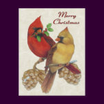Winter Cardinals