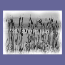 Winter Cattails posters